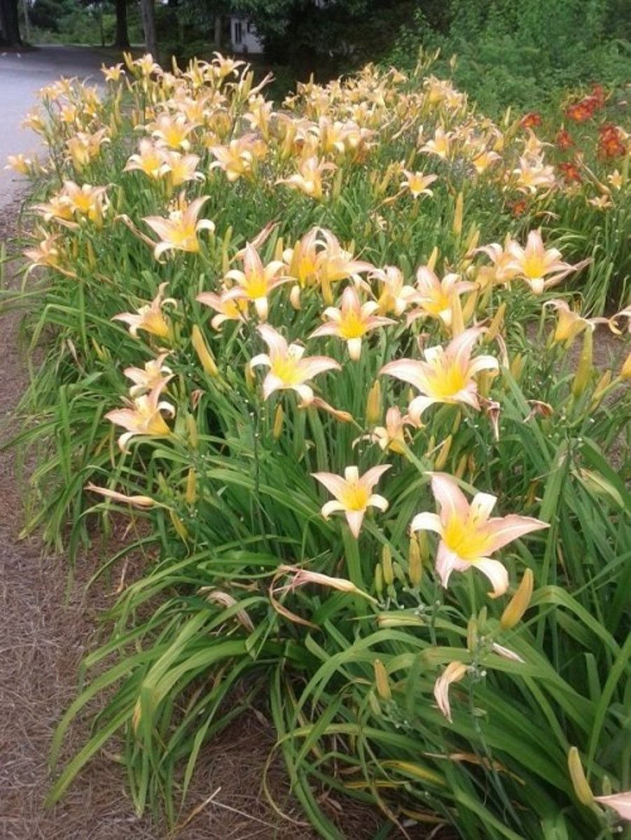 Daylilies in a border garden