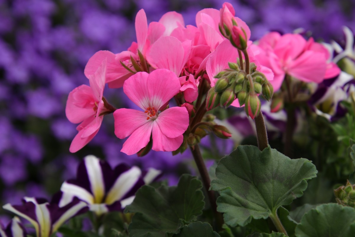 Maximizing Your Garden's Potential with Perennials