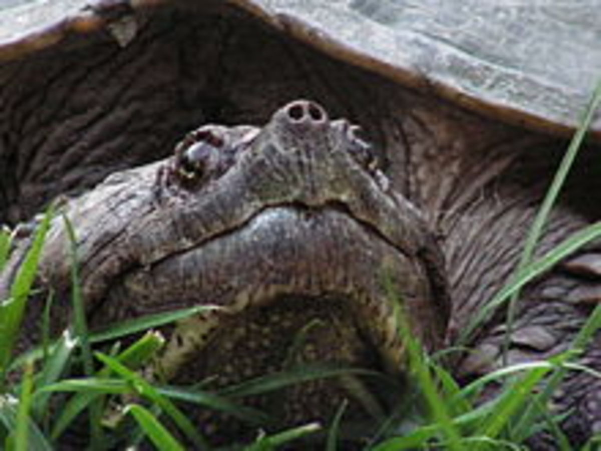 the-snapping-turtle