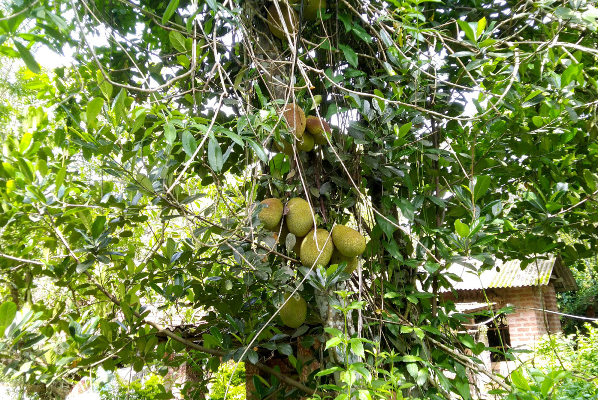 Jackfruit Trees for Delicious Recipes, Feed and Timber for Poverty