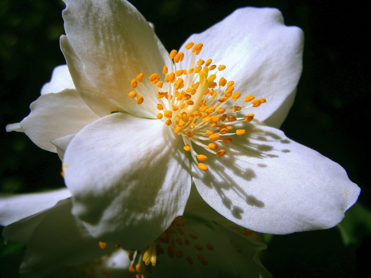 Plant Scented Jasmine if You're Looking for Fragrant Flowers