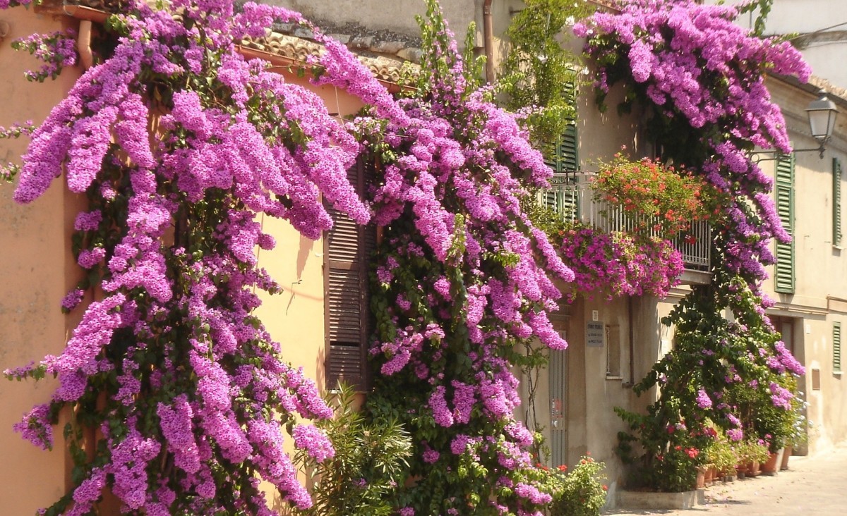 Thanks to their beautiful flowers and love of climbing, bougainvillea can become amazing additions to so many different landscaping and ornamental designs.