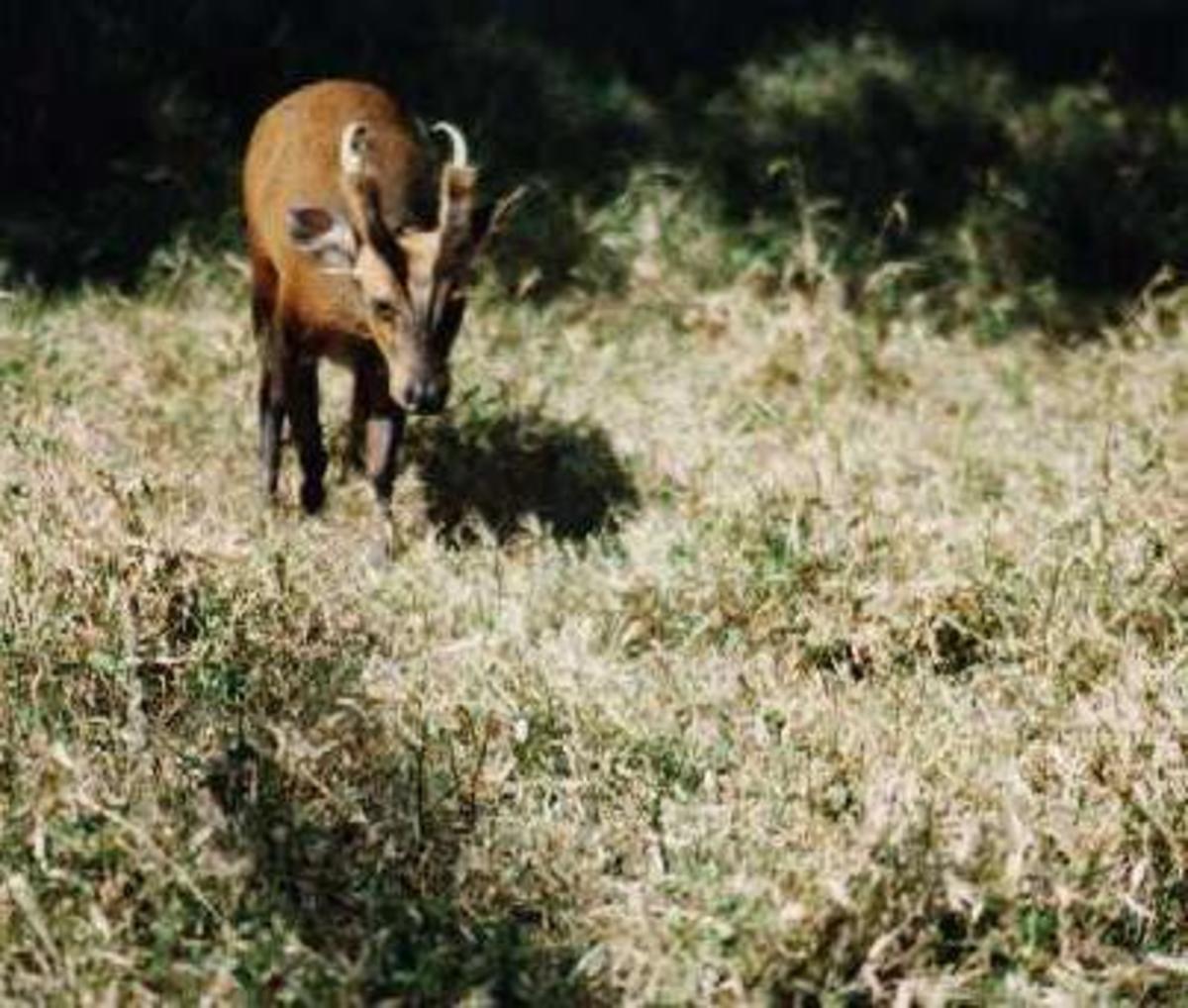 10.4% of Pakistan's land is allocated to National Parks and wildlife sanctuaries to protect its wildlife like this barking deer.