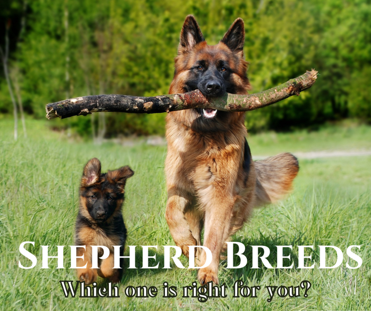German and Australian shepherds have a number of interesting cousins. Learn more about them here!