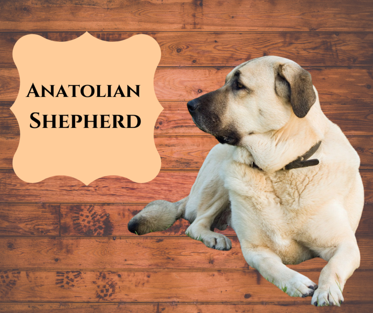 Anatolian Shepherd