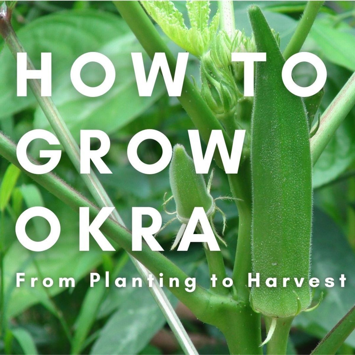 How to Successfully Grow Okra From Planting to Harvest