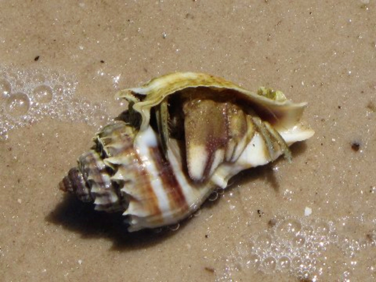 A shell of the conch