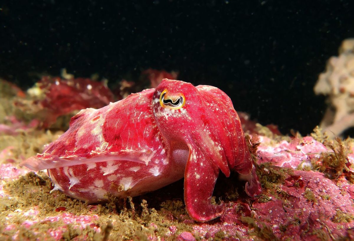 Red Cuttlefish 