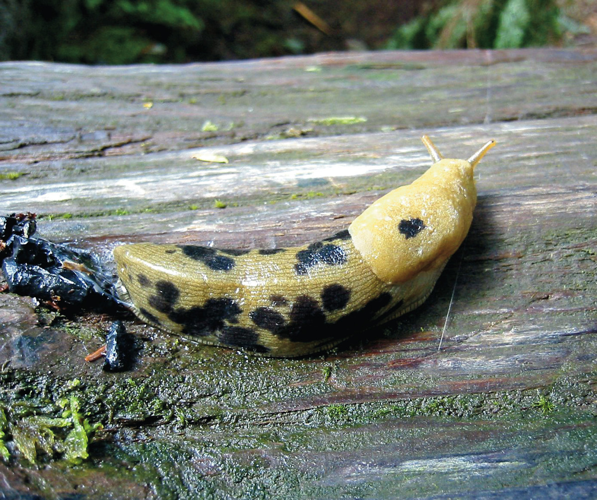 Banana slug 