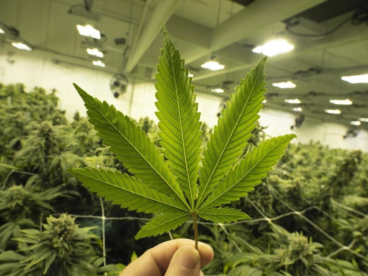 5 Reasons Why Marijuana Should Be Legalized
