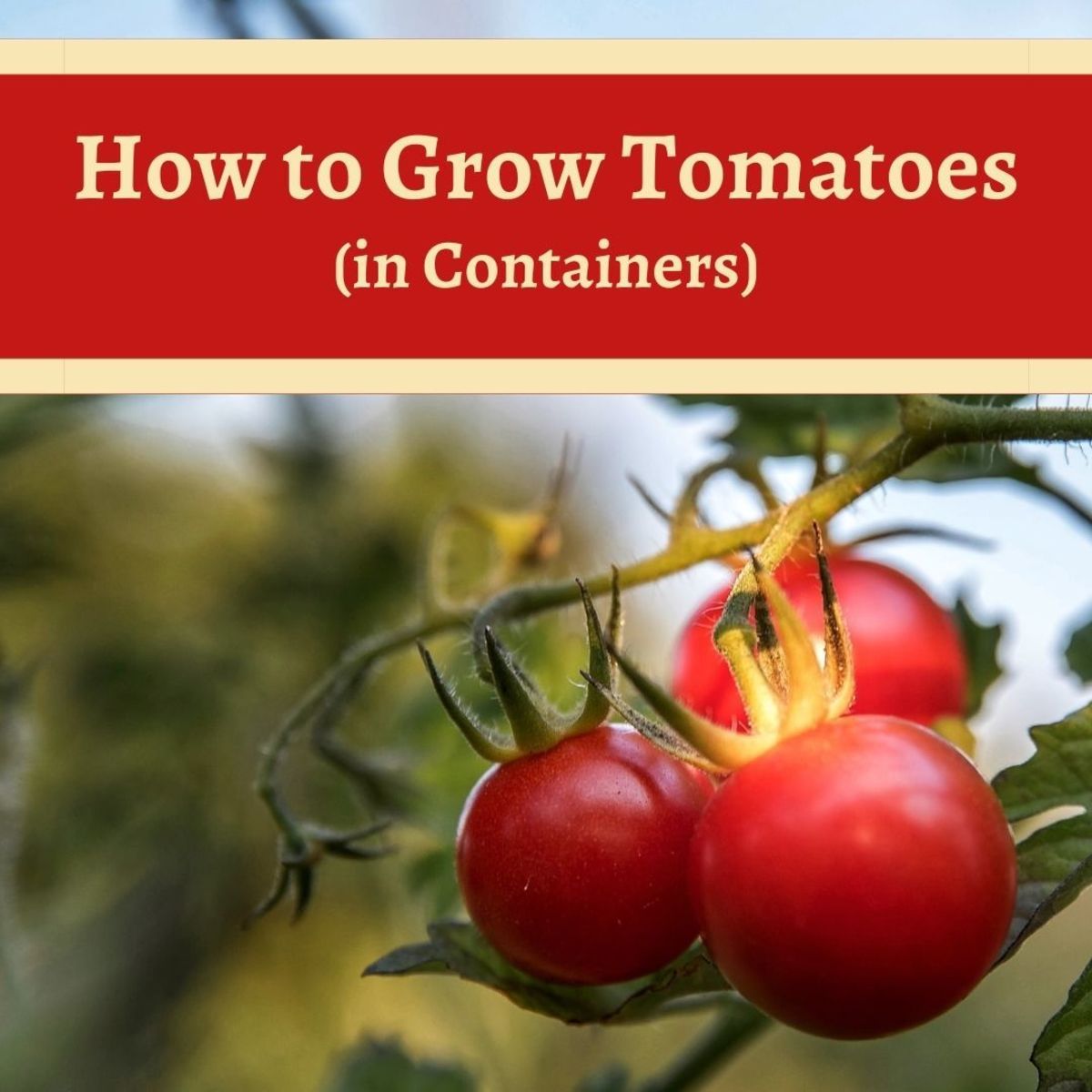 How to Grow Tomatoes in Containers: A Small Space Bumper Crop