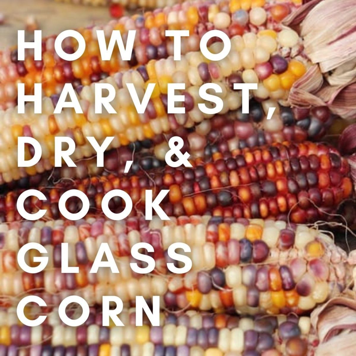 How to Grow, Harvest, Dry, and Cook Beautiful Glass Gem Corn