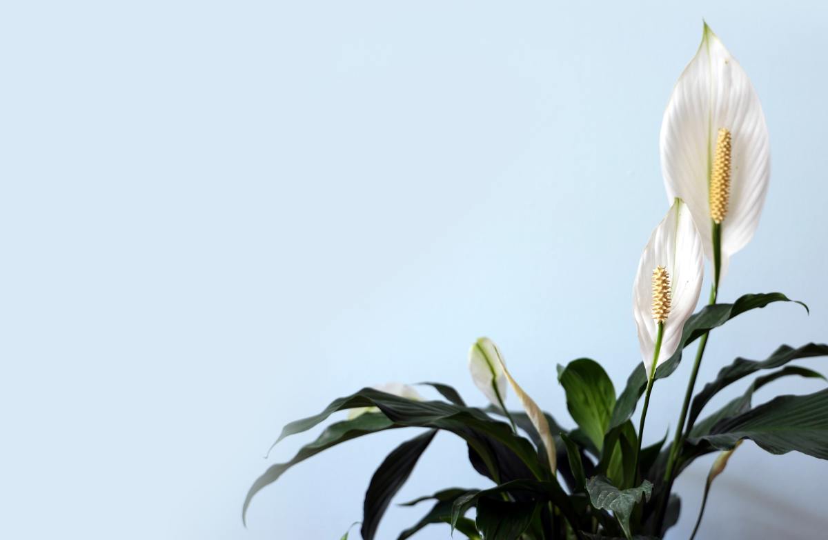 Putting a peace lily in your bedroom will help purify the air.