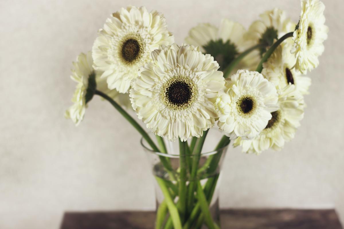 9 Houseplants That Will Help You Sleep Better at Night - HubPages