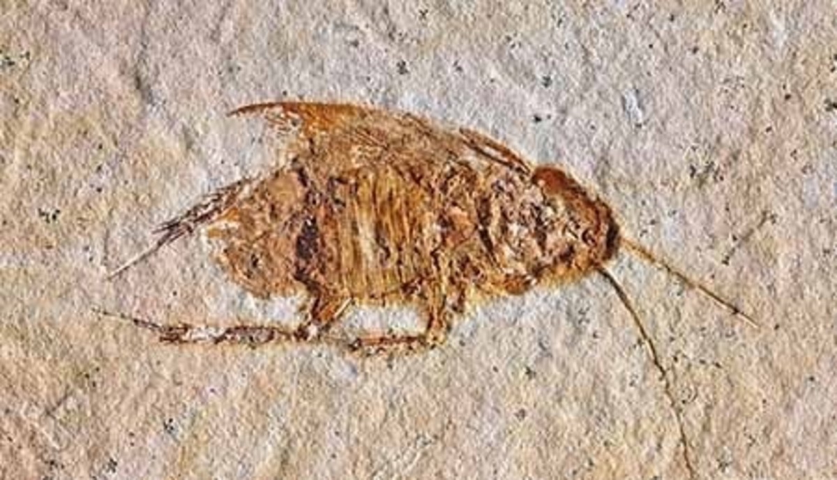 Another fossil proto-cockroach, this one having preserved legs and antennae 