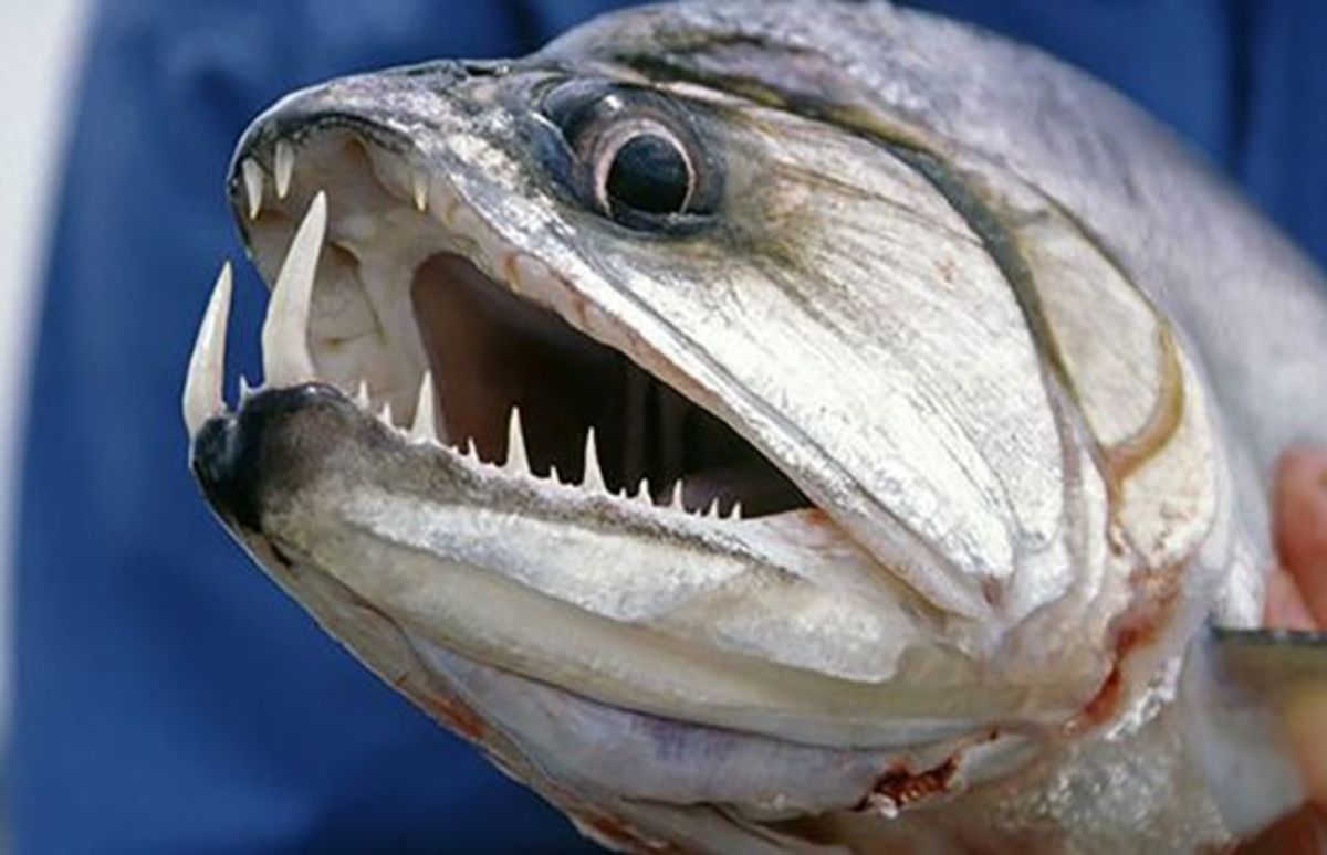 deadliest fish