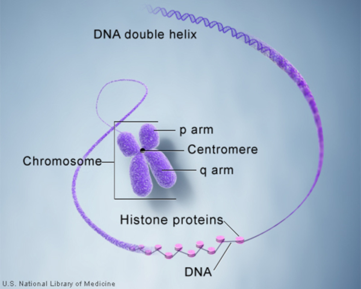 Structural features of a chromosome