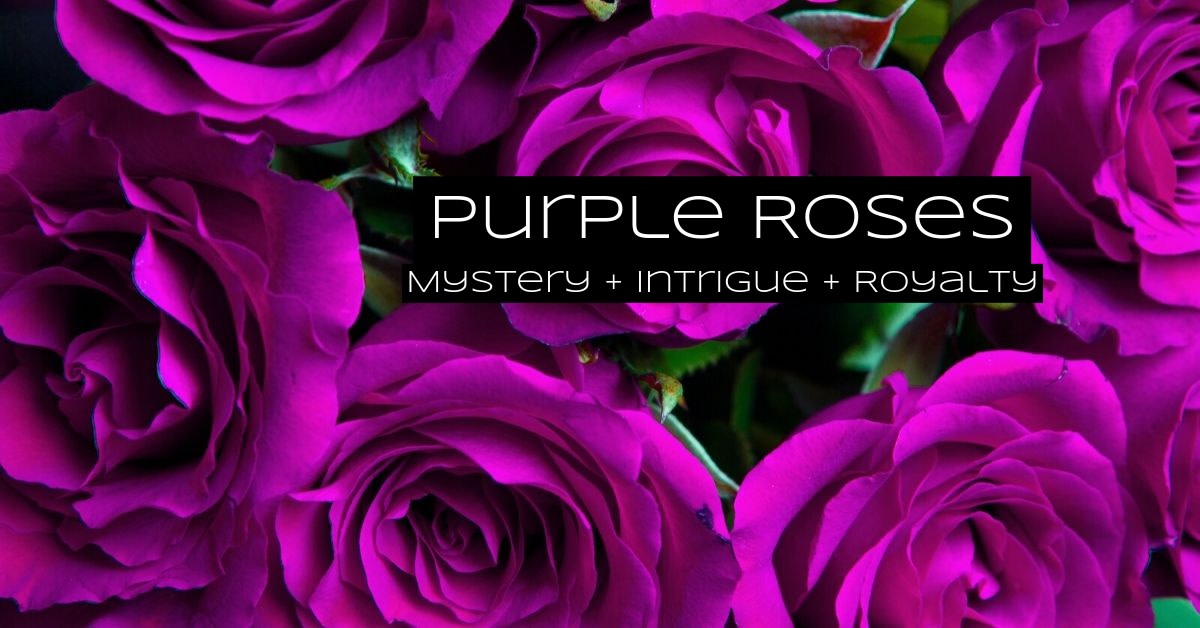 rose color aura meaning