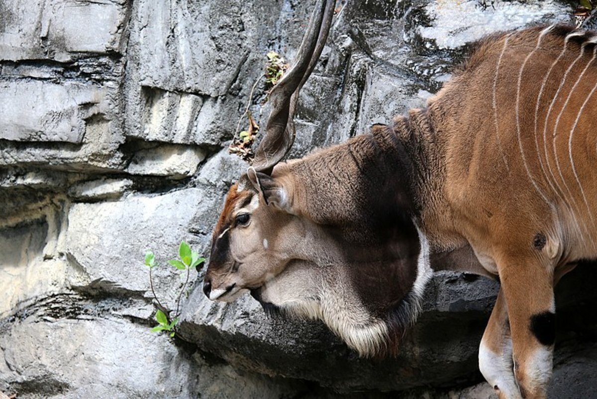 6 Amazing Facts About the Massive Eland Antelope