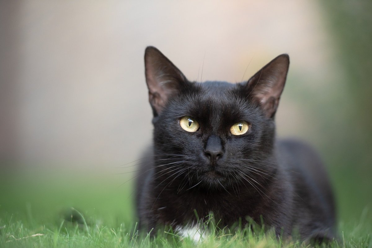 Black cat 2