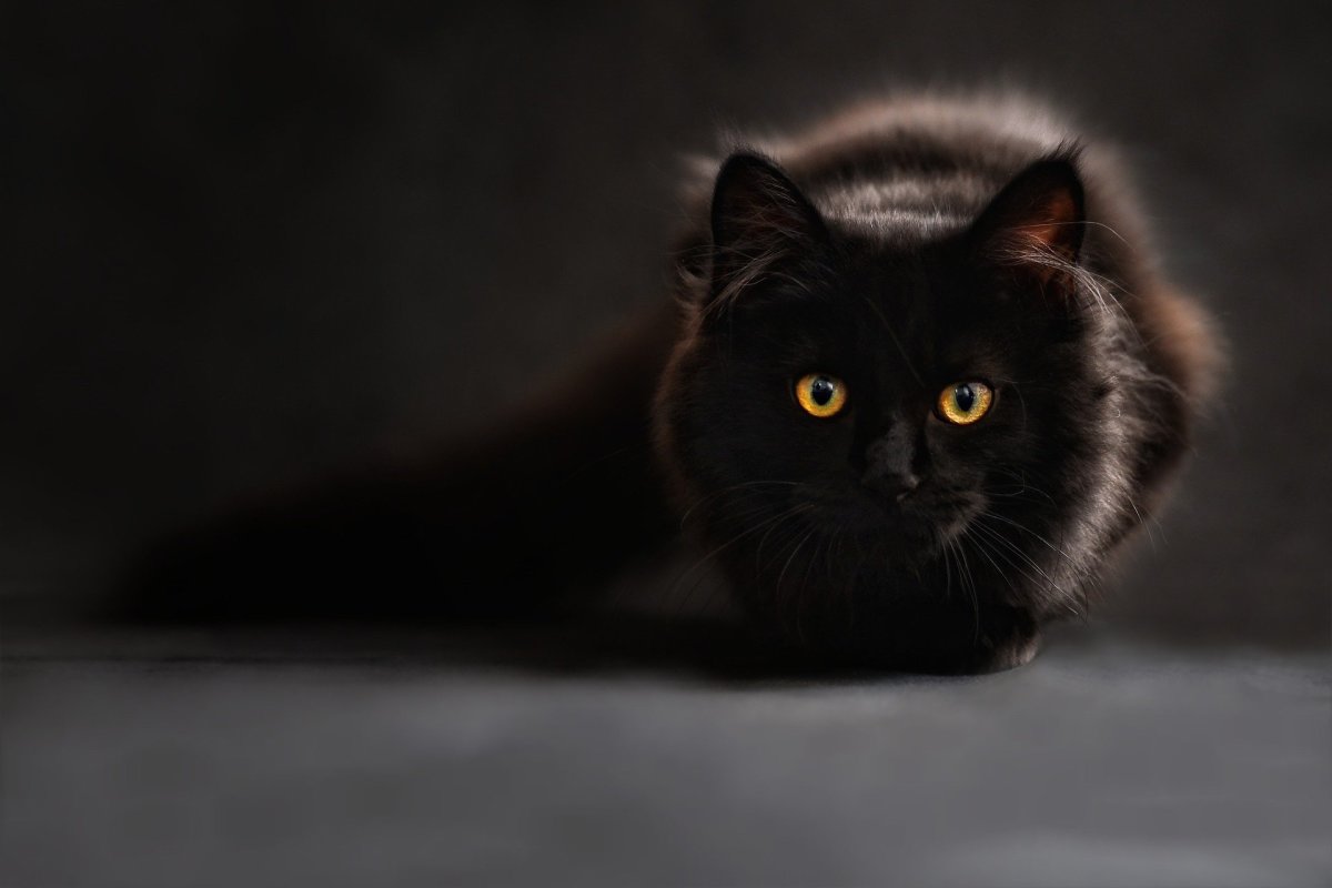 Why Black Cats Are Actually the Best HubPages