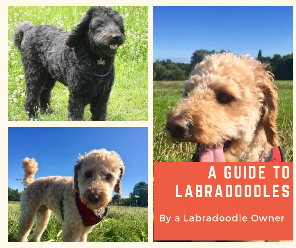 Labradoodle Size Guide  Learn the differences — Great Day Labradoodles
