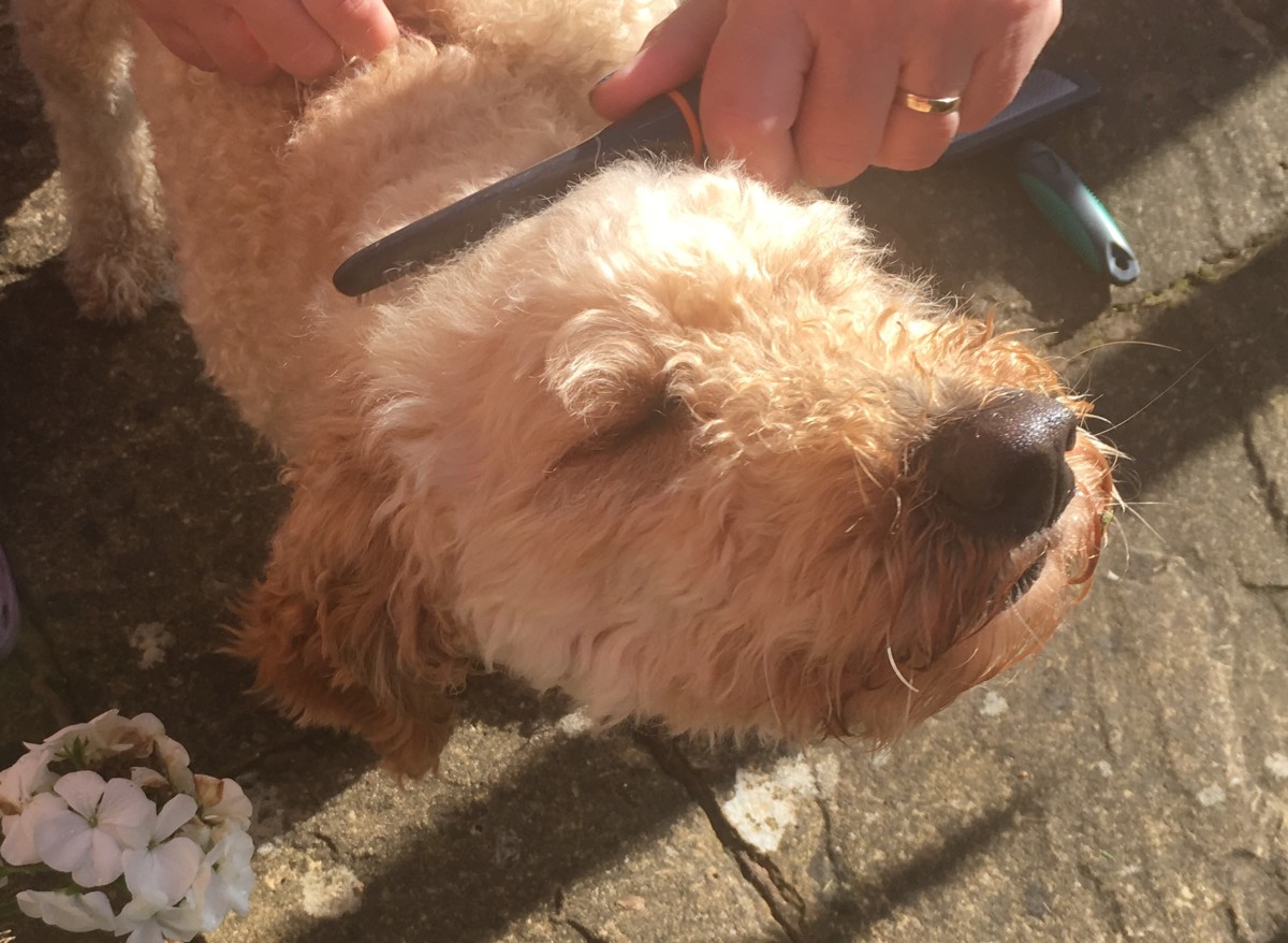 A Labradoodle Guide by a Labradoodle Owner PetHelpful