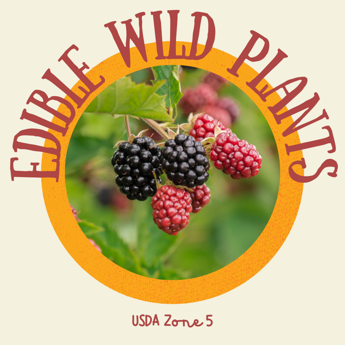 Edible Wild Plants in USDA Zone 5