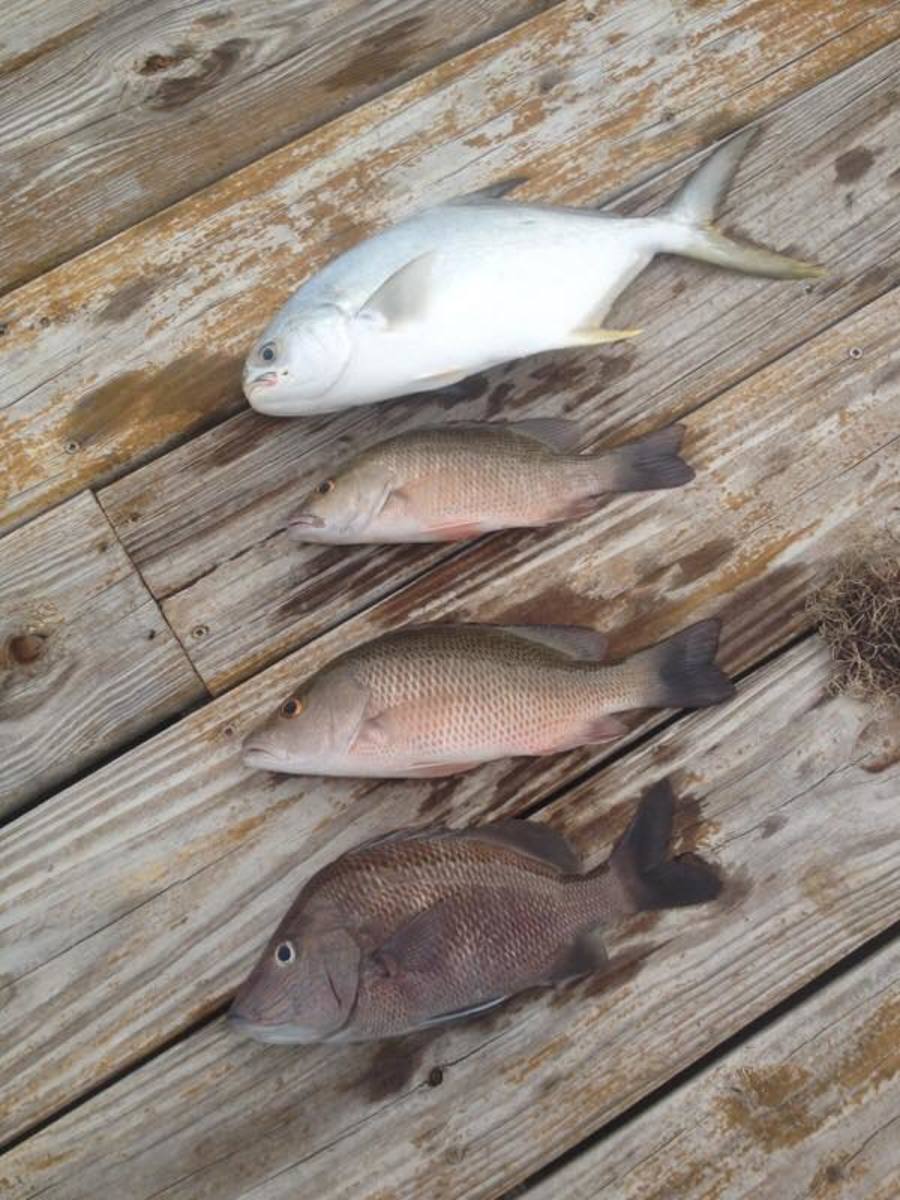 A pompano and some snapper.