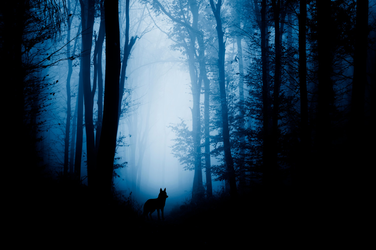 Canis lupus: A wolf in the forest
