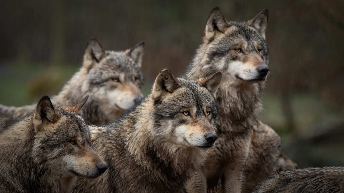 Wolves are highly social creatures. 
