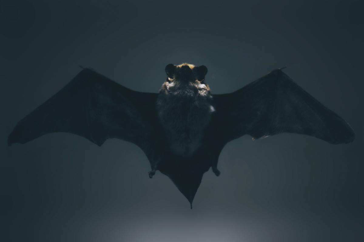 人们常把吸血鬼和蝙蝠等夜行动物联系在一起。