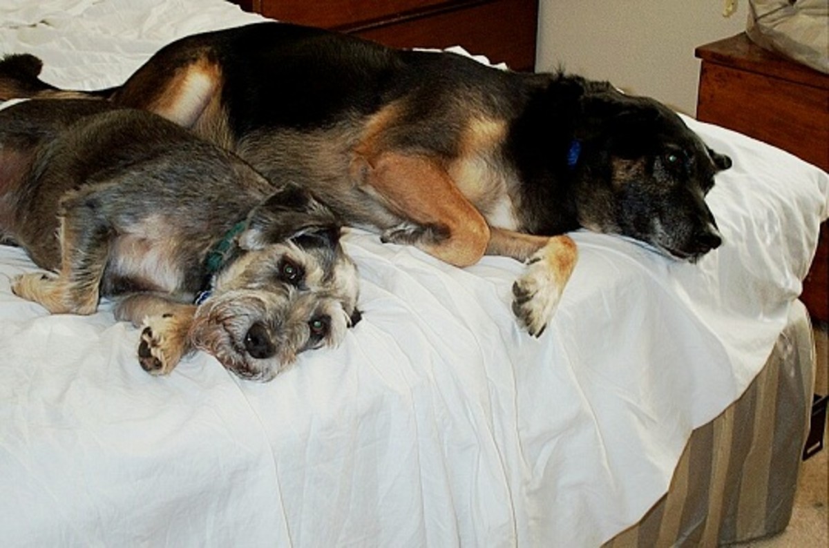 Is it Okay to Let Your / My Dogs Sleep on Your Bed? HubPages