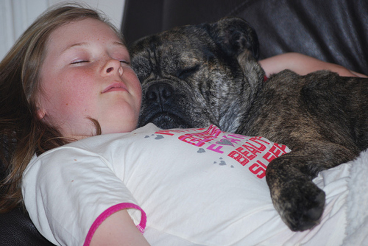 Is it Okay to Let Your / My Dogs Sleep on Your Bed? HubPages