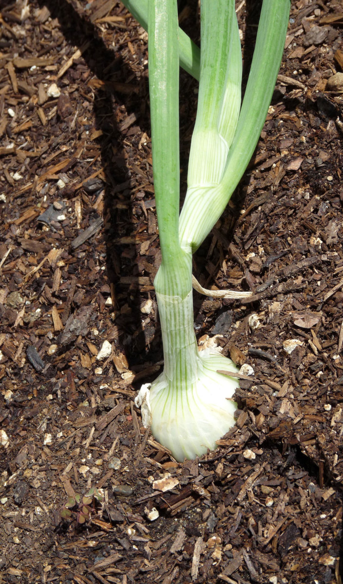 Tips for Growing Onions