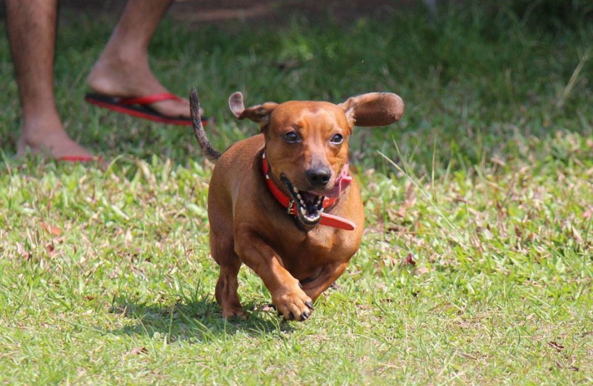 why do dogs respond to their name