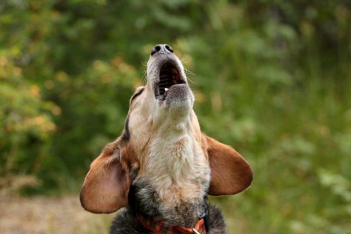 According to superstition, to hear a dog howling for no apparent reason means that death is approaching. 