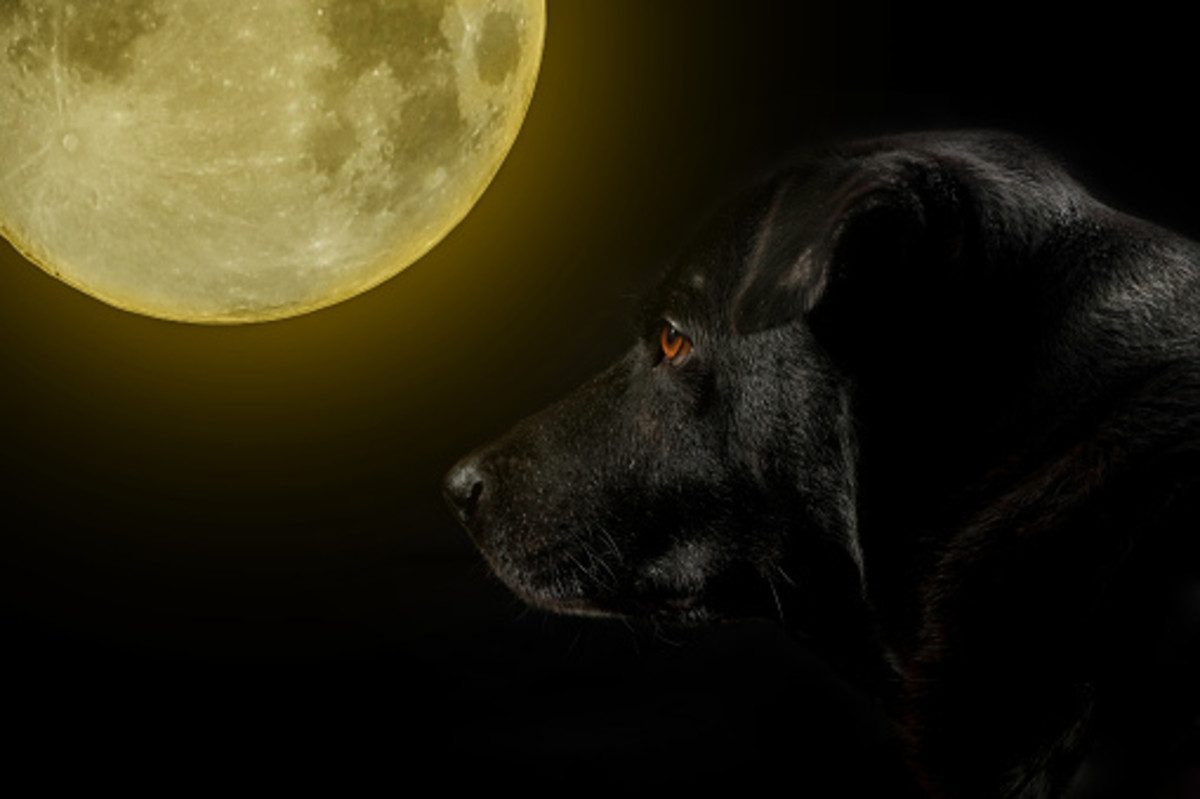 If you are walking outside after dark and discover that you are being followed by a black dog, you'd do well to quicken your step.