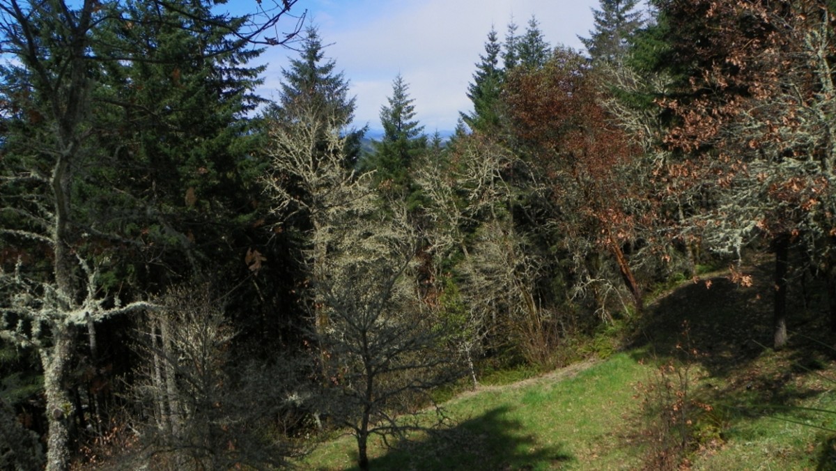 Daylight photo of Oregon Orb House grounds.