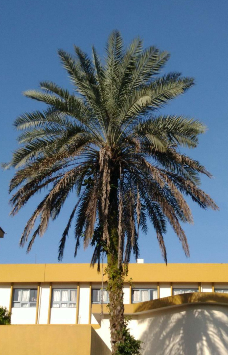 A date palm tree