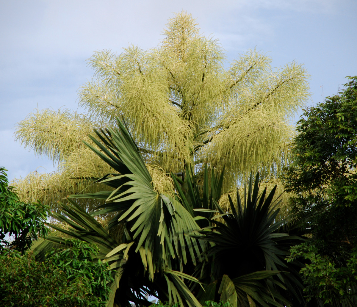 Elegant Palms as Perennial Icons of the Garden