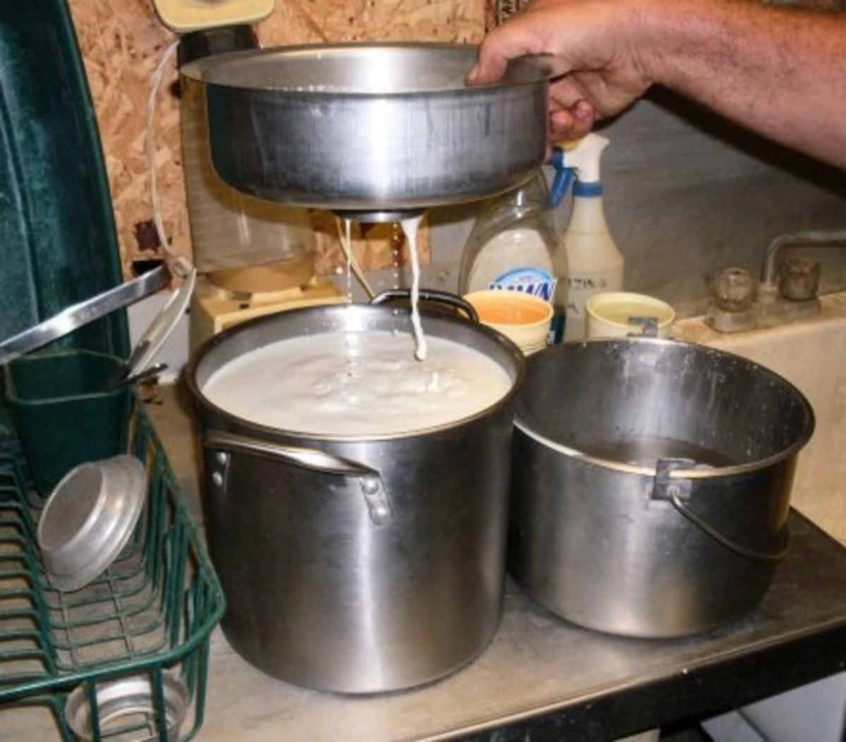He likes to get the pots full enough for most of the cream to stick to the lids, as this simplifies skimming the milk.