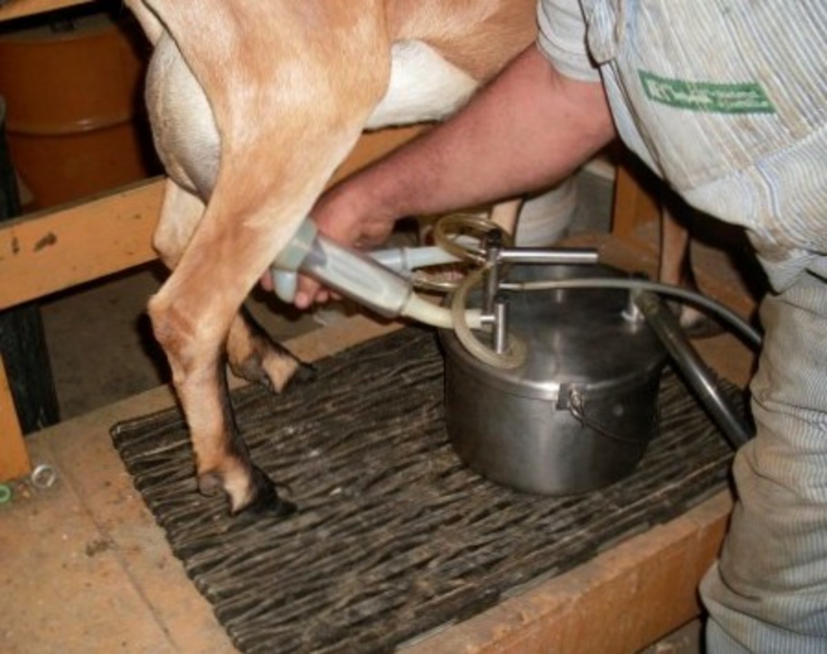 . . . then attaches the milking machine, which works by gentle, pulsing suction.