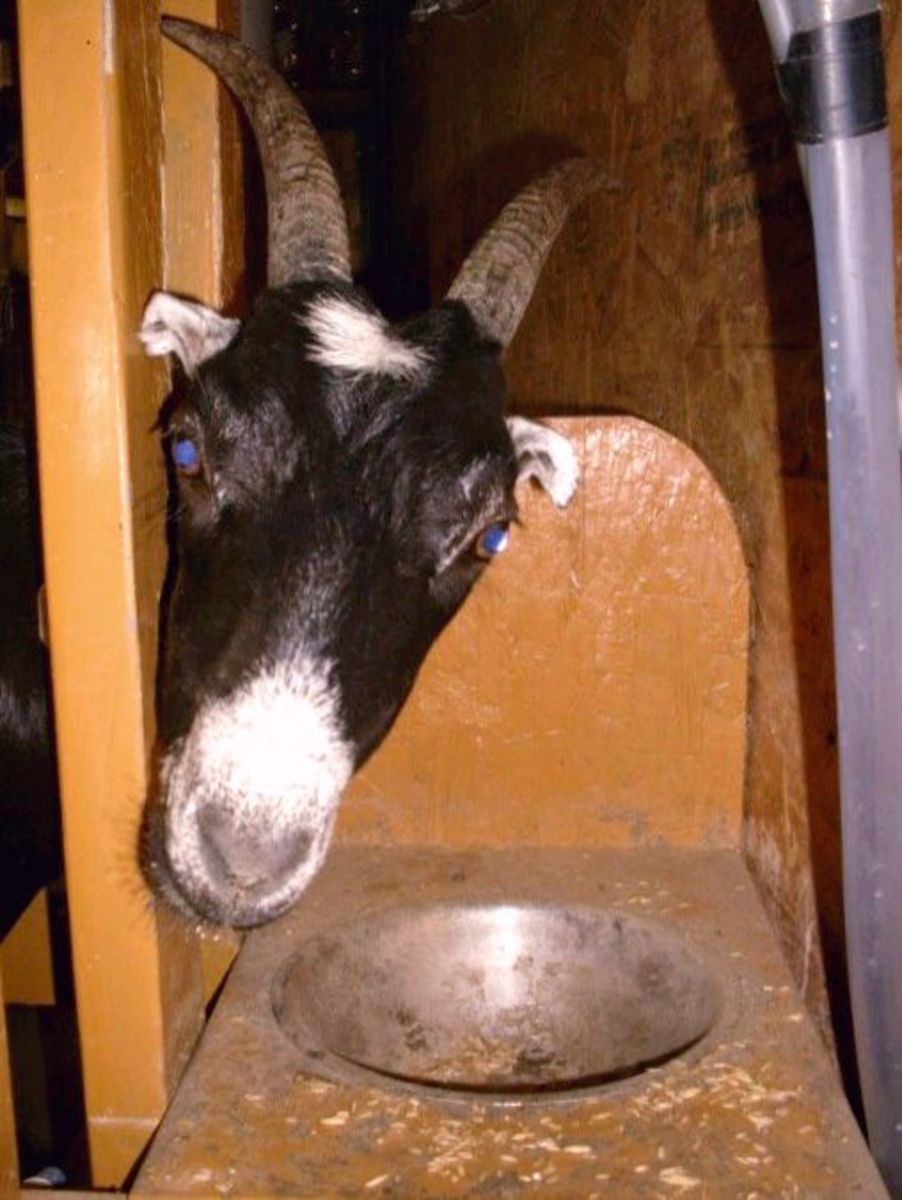 Milking the Goats: A Photo Essay on Dairy Goat Care at Milking Time