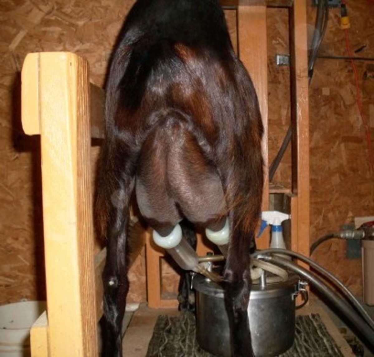 This goat has a reasonably good udder attachment, something of which not all milk goats can boast. Well attached udders tend to stay healthier.
