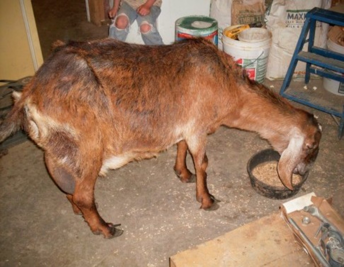 This is my old girl, Morgana, in November 2009. She wasn't milking, but came in each day for grain rations.