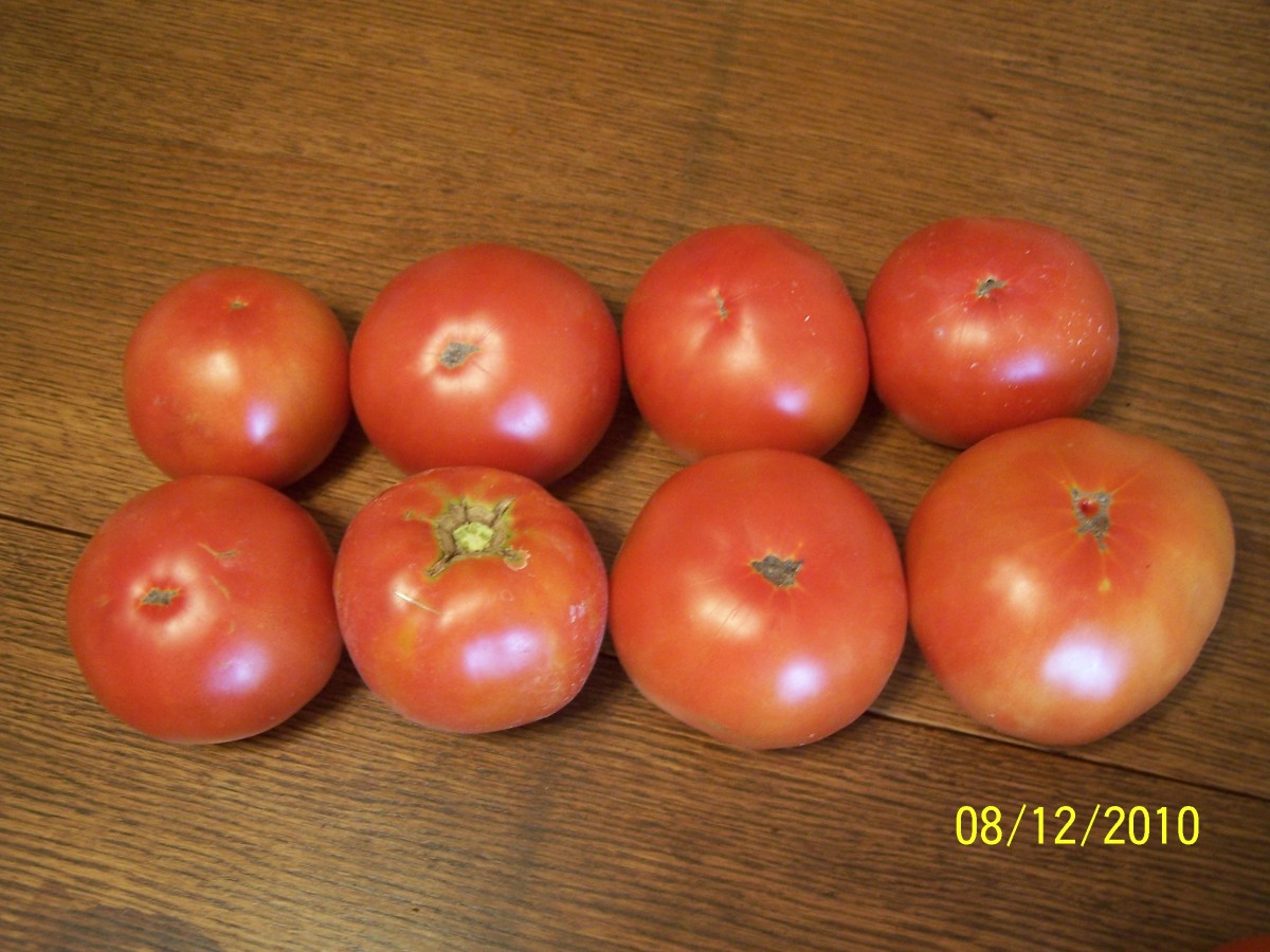 How trimming your tomato plant can make larger tomatoes and nicer fruit::Keep tomatoes coming all season