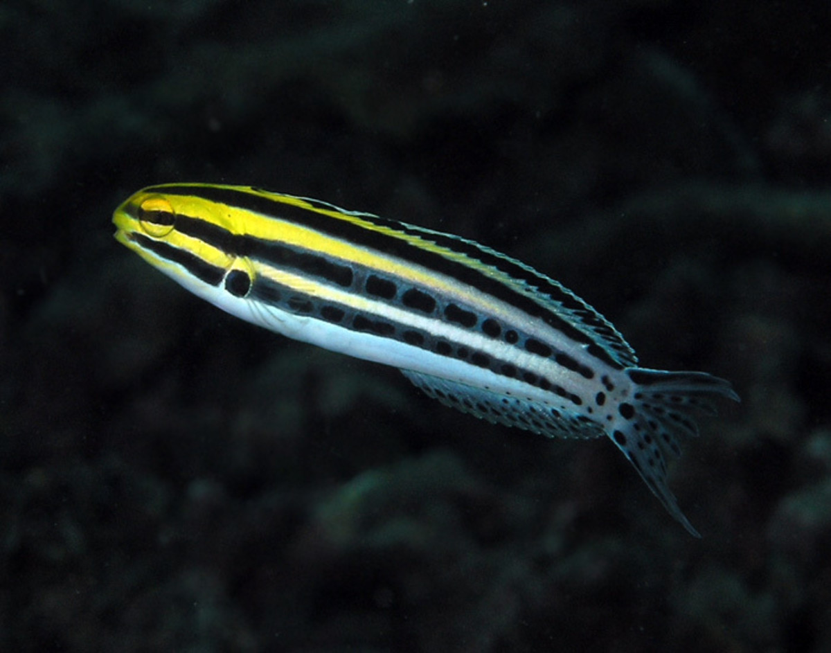 The striped blenny.