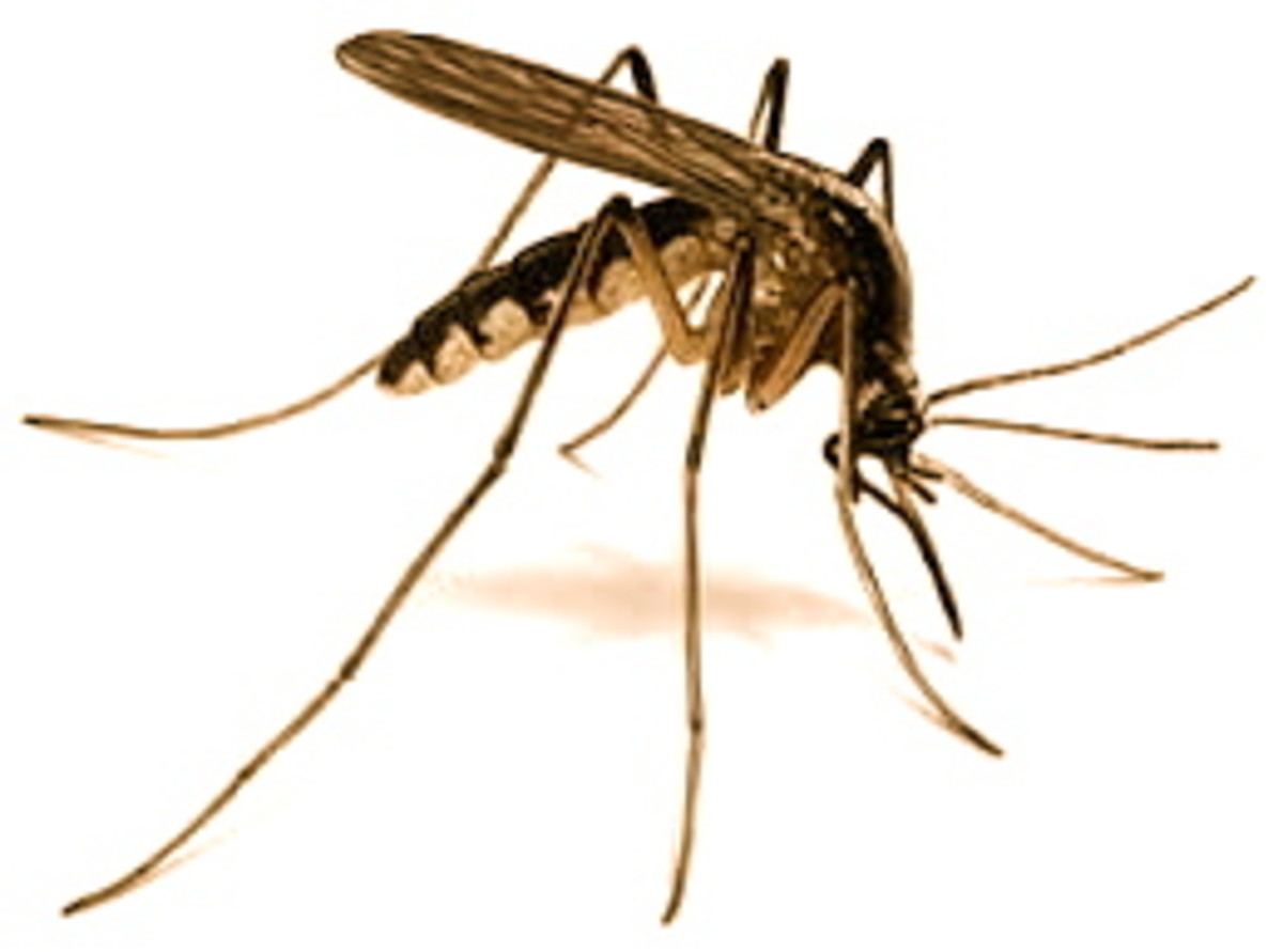 Natural Repellents For Mosquitoes