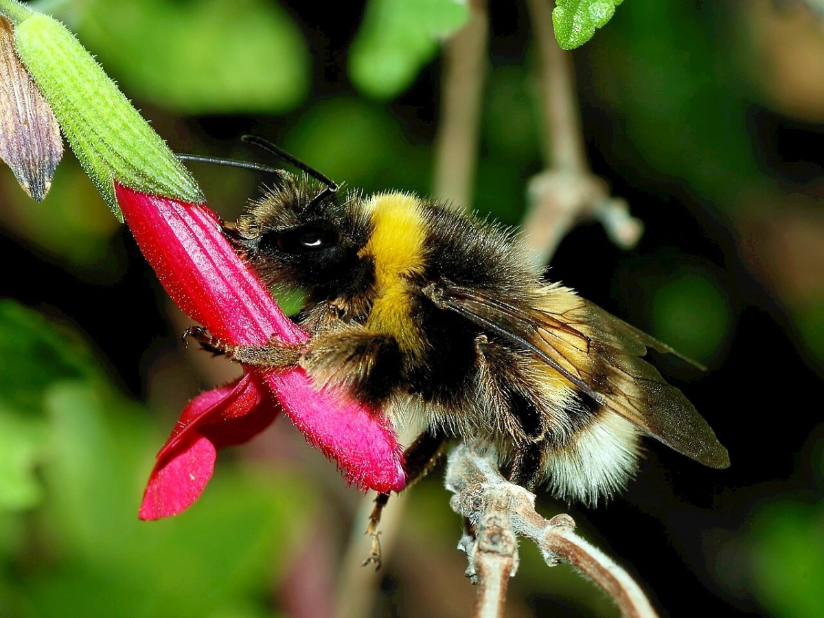 A worker buff-tailed bumblebee (Bombus terrestris)